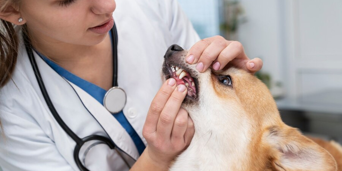 What Is Fenbendazole 1000Mg Used for in Dogs?